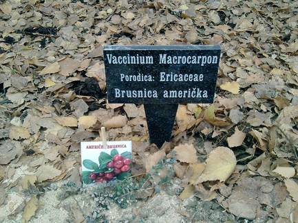 Vaccinium Macrocarpon